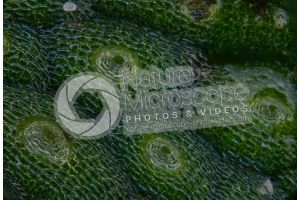 Conocephalum conicum. Great scented liverwort. Thallus. 50X