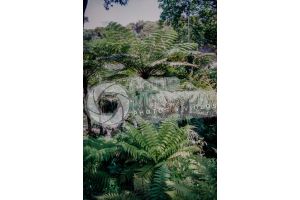 Tree ferns