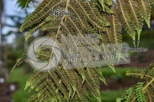 Tree ferns. Leaf