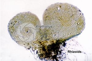 Asplenium trichomanes. Maidenhair spleenwort. Prothallus