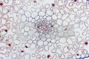 Psilotum nudum. Whisk fern. Stem. Protostele. Transverse section. 250X
