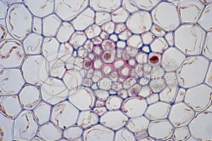 Psilotum nudum. Whisk fern. Stem. Protostele. Transverse section. 500X