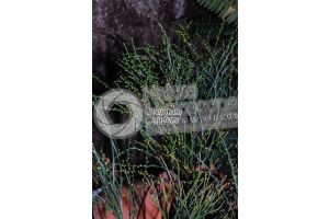 Psilotum nudum. Whisk fern