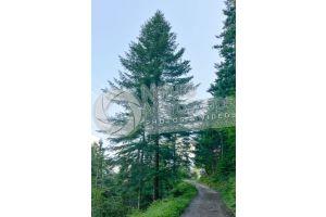 Abies alba. European silver fir