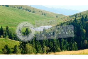 Picea abies. Norway spruce