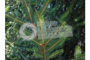 Picea abies. Norway spruce. Leaf