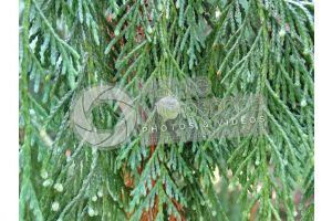 Callitropsis nootkatensis. Nootka cypress. Strobilus