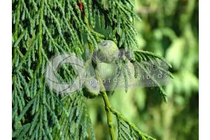 Callitropsis nootkatensis. Nootka cypress. Strobilus
