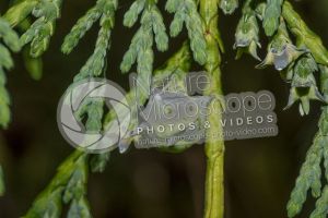 Callitropsis nootkatensis. Nootka cypress. Strobilus