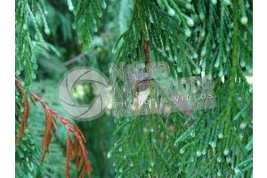 Callitropsis nootkatensis. Nootka cypress. Strobilus