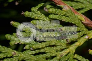 Thuja occidentalis. Northern white-cedar. Leaf. Upper surface