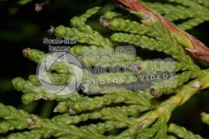 Thuja occidentalis. Northern white-cedar. Leaf. Upper surface