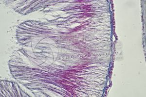 Branchiostoma. Lancet. Intestine. Transverse section. 1000X