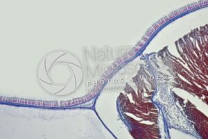 Branchiostoma. Lancet. Skin and epidermis. Transverse section. 250X