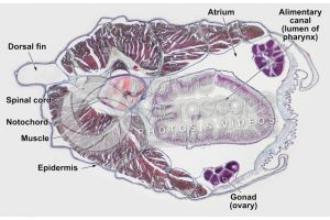 Branchiostoma. Lancet. Spinal cord and notochord. Transverse section. 32X
