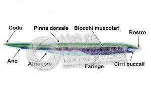 Branchiostoma sp. Anfiosso. Vista laterale. 1X