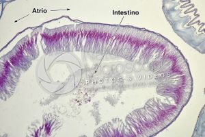 Branchiostoma. Anfiosso. Intestino. Sezione trasversale. 125X