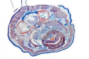 Petromyzon. Lamprey. Transverse section. 1X