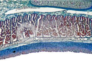 Petromyzon. Lamprey. Skin and epidermis. Transverse section. 64X