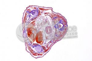 Salamandra salamandra. Salamander. Transverse section. 1X