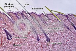 Man. Scalp. Vertical section. 32X