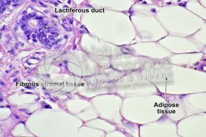 Woman. Inactive mammary gland. Vertical section. 500X