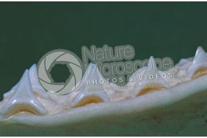 Dogfish. Tooth. Lateral view