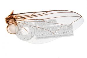 Musca domestica. Housefly. Wing. 5X