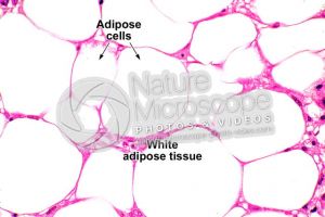 Rat. Unilocular adipose tissue. Transverse section. 500X