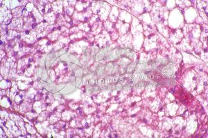 Rat. Multilocular adipose tissue. Transverse section. 250X