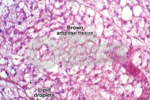 Rat. Multilocular adipose tissue. Transverse section. 250X