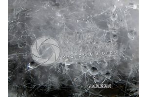Aspergillus sp. Muffa. Fungo saprofita. 64X