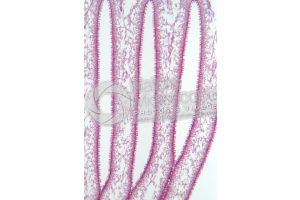 Coprinus sp. Saprophytic fungus. Longitudinal section. 40X