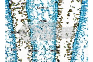 Coprinus sp. Fungo saprofita. Lamella. Sezione longitudinale. 250X