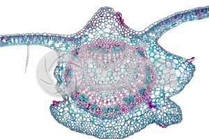 Nicotiana tabacum. Tobacco. Leaf. Bicollateral vascular bundle. Transverse section. 125X