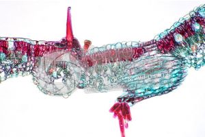 Nicotiana tabacum. Tobacco. Leaf. Transverse section. 125X