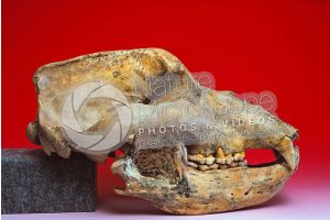 Ursus spelaeus. Cave bear. Skull. Fossil. Pleistocene