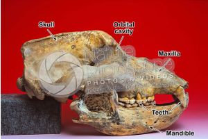 Ursus spelaeus. Cave bear. Skull. Fossil. Pleistocene