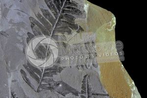 Pteridophyta. Fern. Fossil. Carboniferous