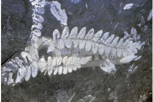 Pteridophyta. Fern. Fossil. Carboniferous