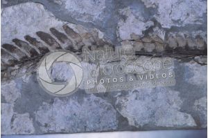 Pteridophyta. Fern. Fossil. Carboniferous