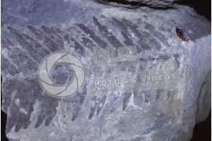 Pteridophyta. Fern. Fossil. Carboniferous