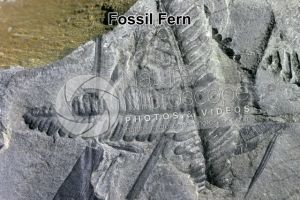Pteridophyta. Fern. Fossil. Carboniferous