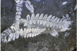 Pteridophyta. Fern. Fossil. Carboniferous