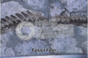 Pteridophyta. Fern. Fossil. Carboniferous