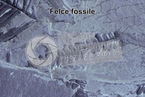 Pteridophyta. Felce. Fossile. Carbonifero