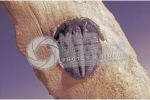 Phacops fecundus. Trilobite. Fossile. Devoniano