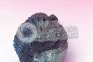 Phacops rana. Trilobite. Fossile. Devoniano