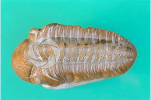 Phacops sp. Trilobite. Fossile. Devoniano