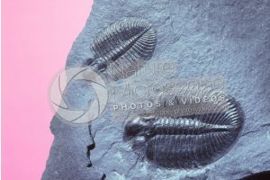 Trilobita. Trilobite. Fossil. Devonian